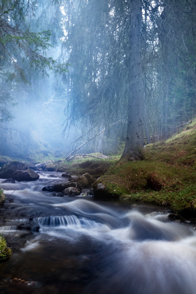 Быстрый ручей в хвойном лесу в тумане