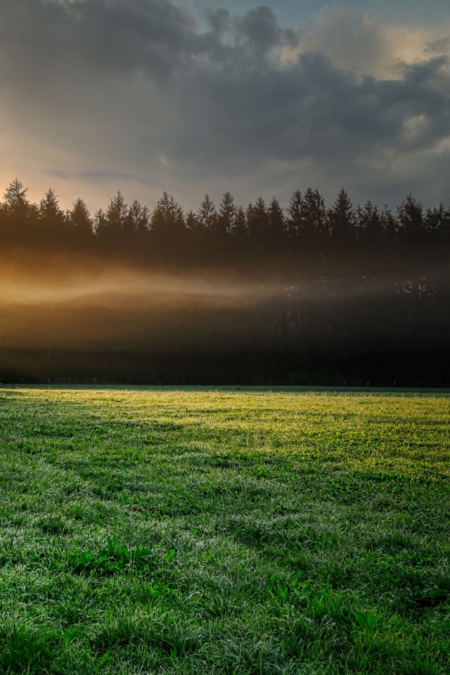 Туман над зеленым лугом у хвойного леса утром