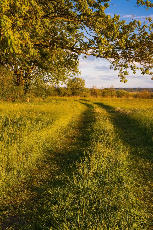 Покрытая травой дорога в лесу 