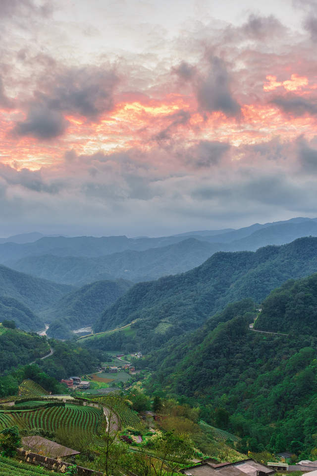 Зеленые заросли леса под красивым небом на закате 