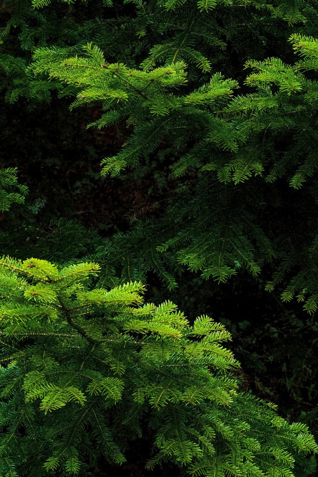 Зеленые еловые ветки крупным планом