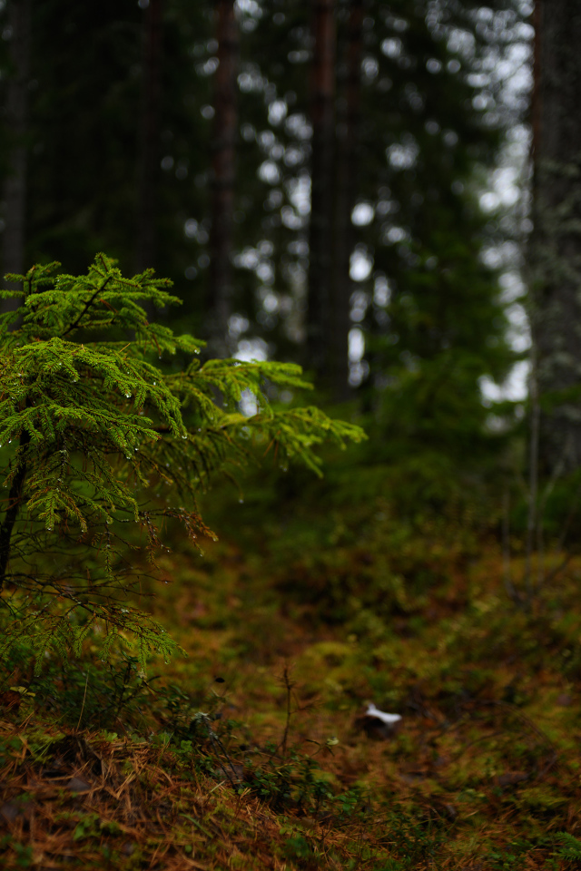 Маленькая ель в хвойном лесу 
