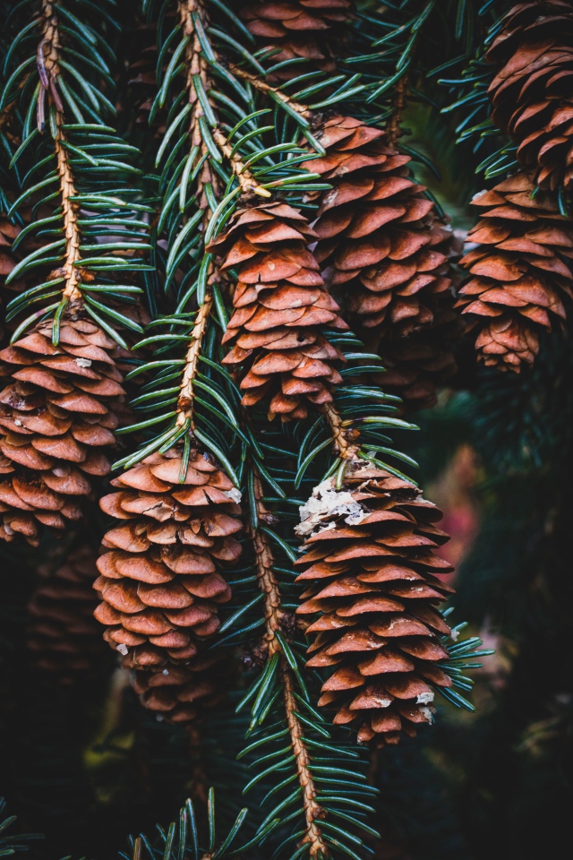 Много шишек на ветке зеленой ели 