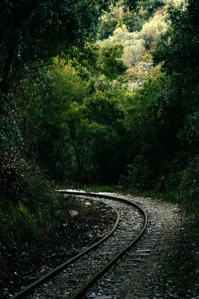 Железнодорожные рельсы в лесу 