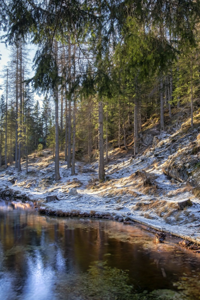 Берега реки в сосновом лесу покрыты морозом 
