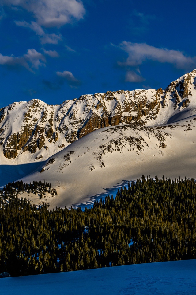 Зеленый лес на покрытых снегом горах 