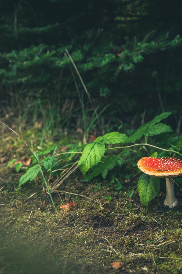 Гриб мухомор растет под зелеными листьями