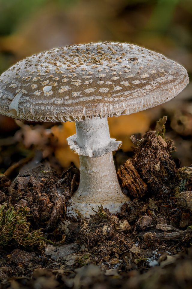 Гриб мухомор в рыхлой земле в лесу 