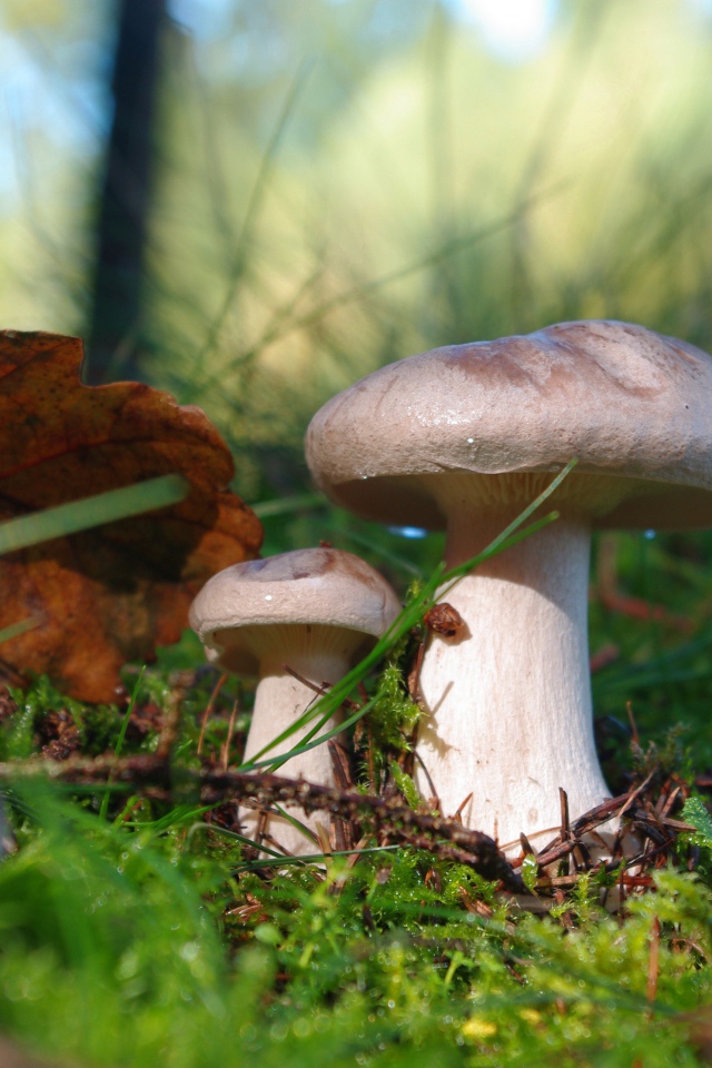 Красивые лесные грибы на покрытой мхом земле 