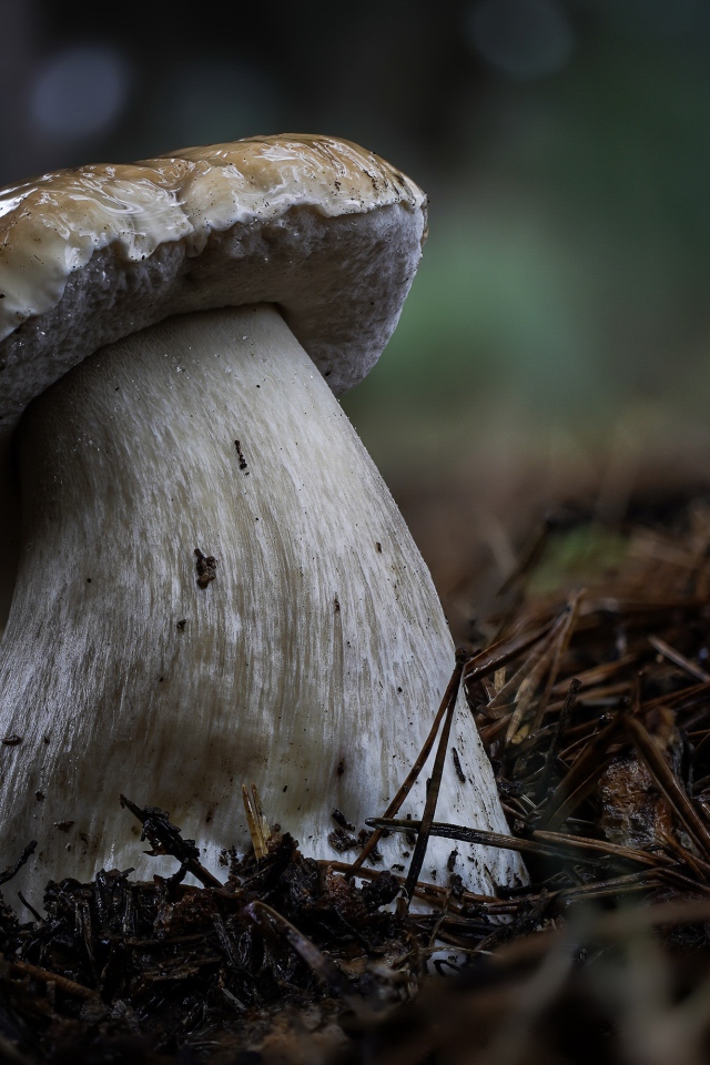 Большой белый гриб на земле в хвойном лесу 