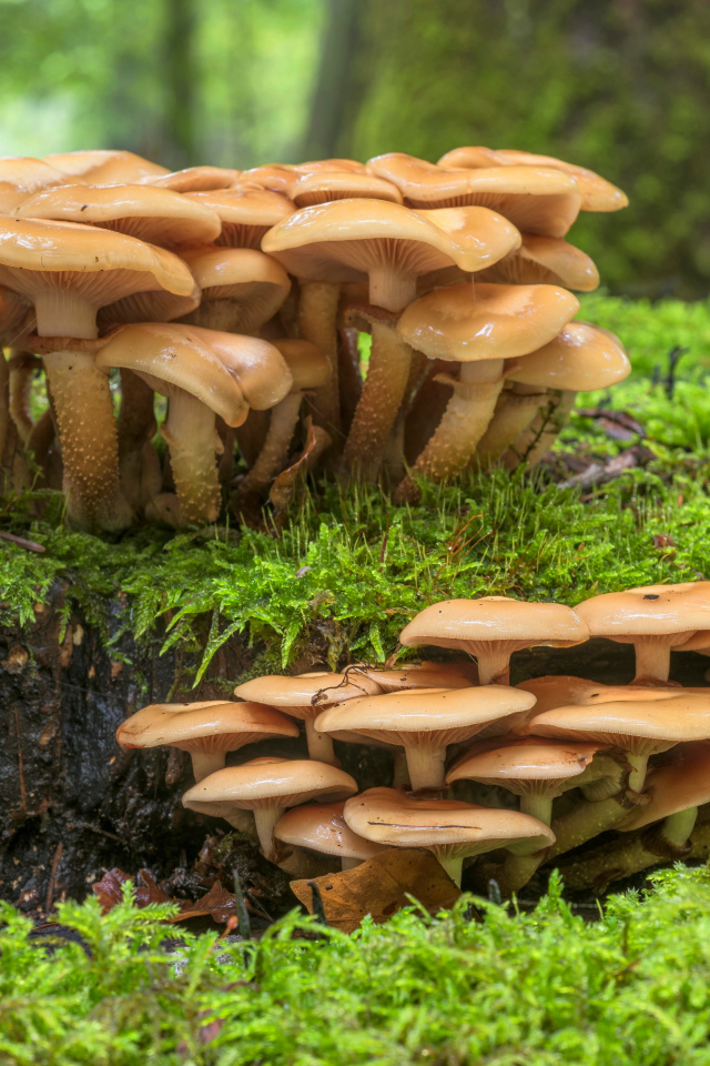 Лесные грибы на покрытой мхом земле