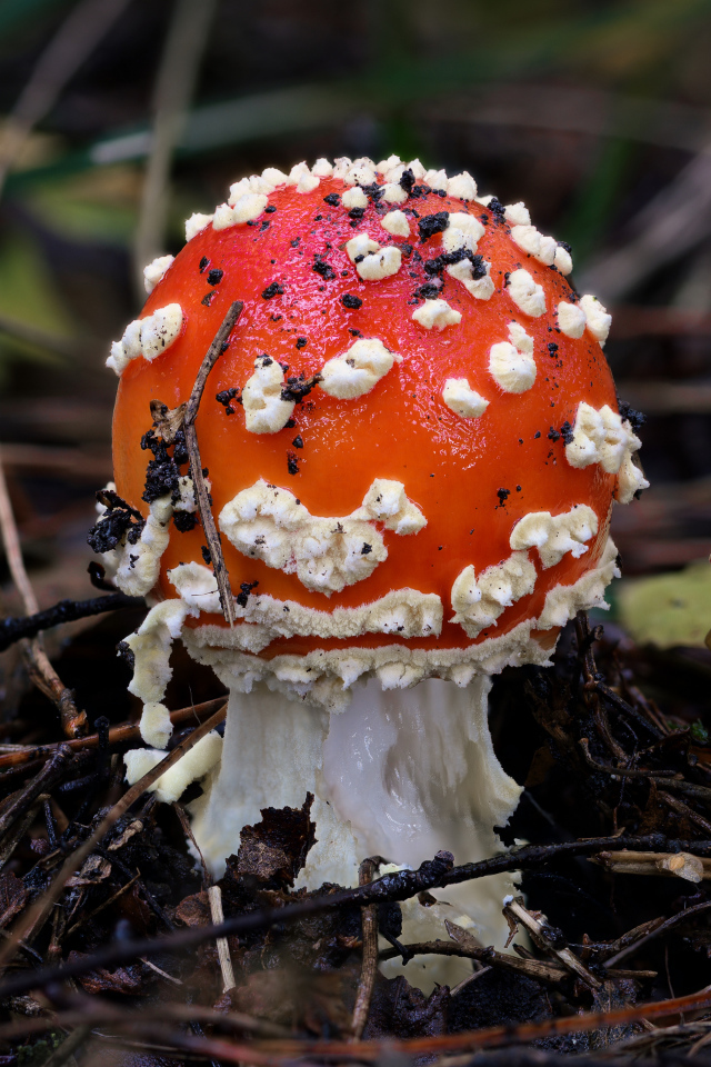 Маленький мухомор в лесу