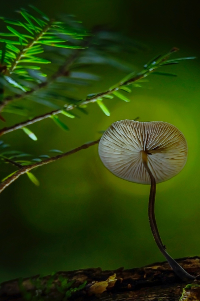 Маленький гриб поганка растет на сухом дереве 