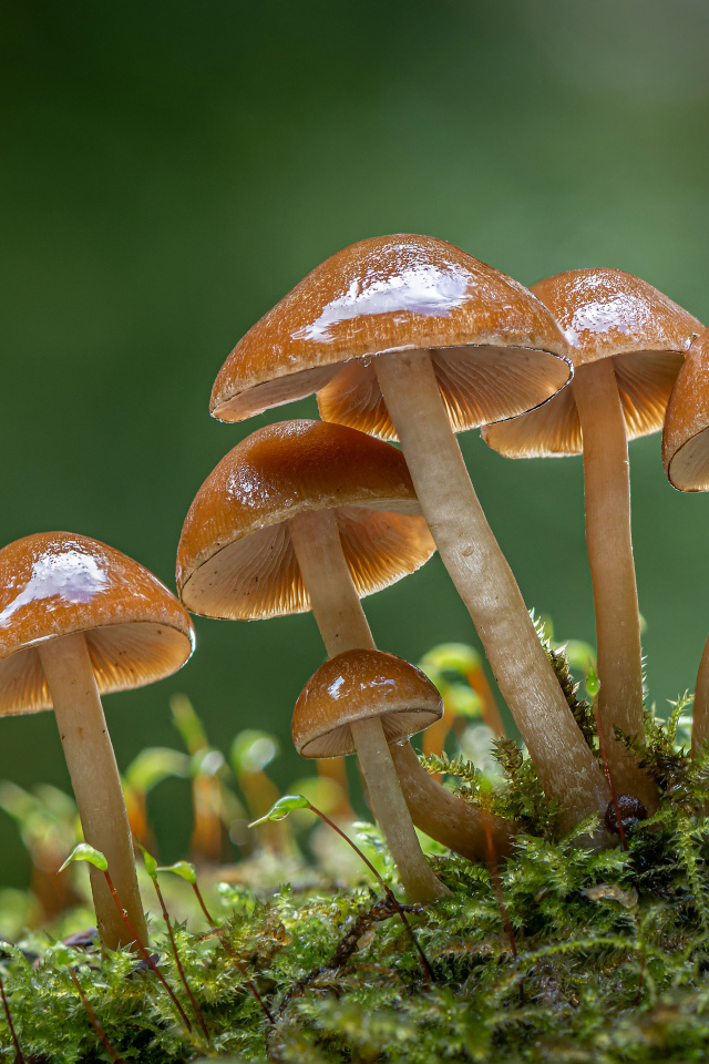 Маленькие грибы поганки на покрытой мхом земле 