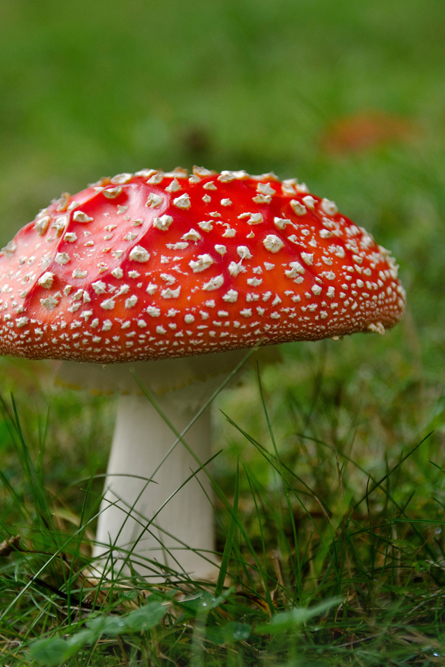 Lonely red fly agaric on green grass