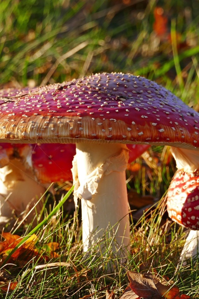 Много красных мухоморов на траве в лучах солнца