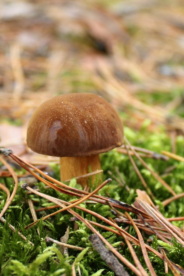 Гриб растет на покрытой зеленым мхом траве