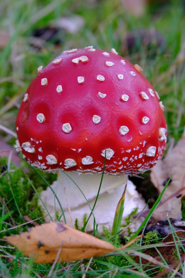 Красный мухомор в зеленой траве с сухими листьями