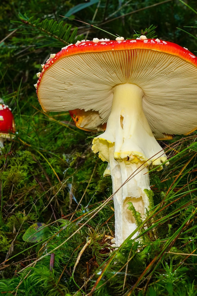 Красные мухоморы в зеленой мокрой траве