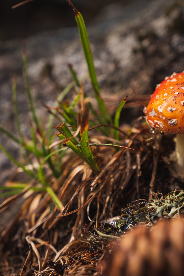 Красный мухомор в траве в лесу