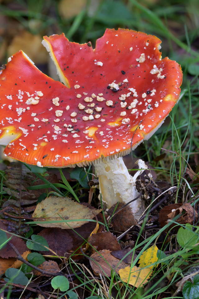 Red fly agaric on the ground with fallen leaves and grass