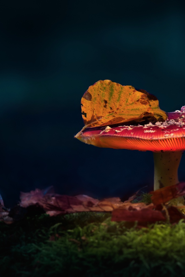 Красный мухомор с осенним листом