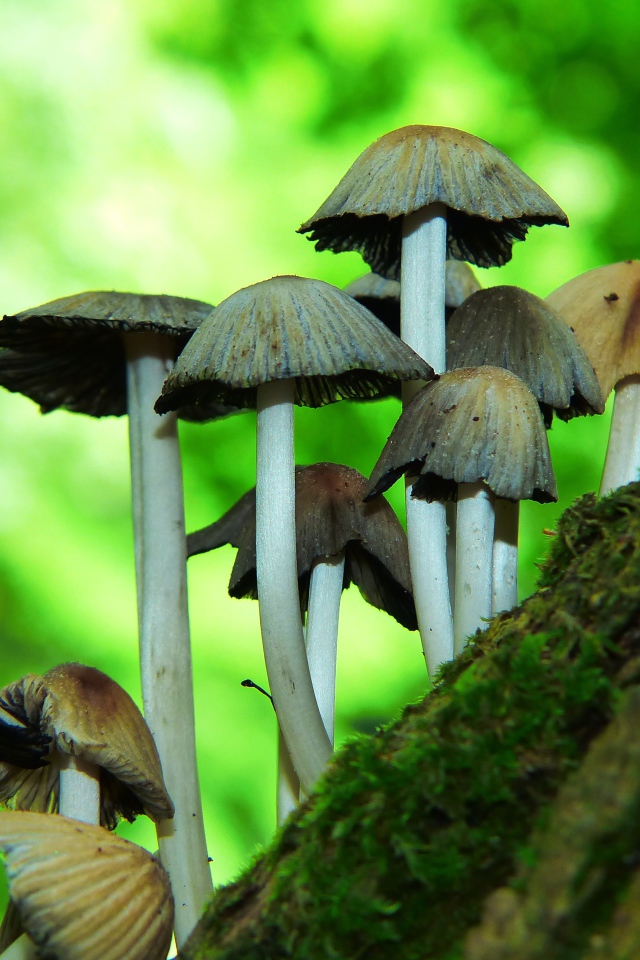 Грибы поганки растут на дереве 