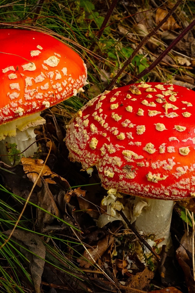 Два больших красивых красных мухомора в траве