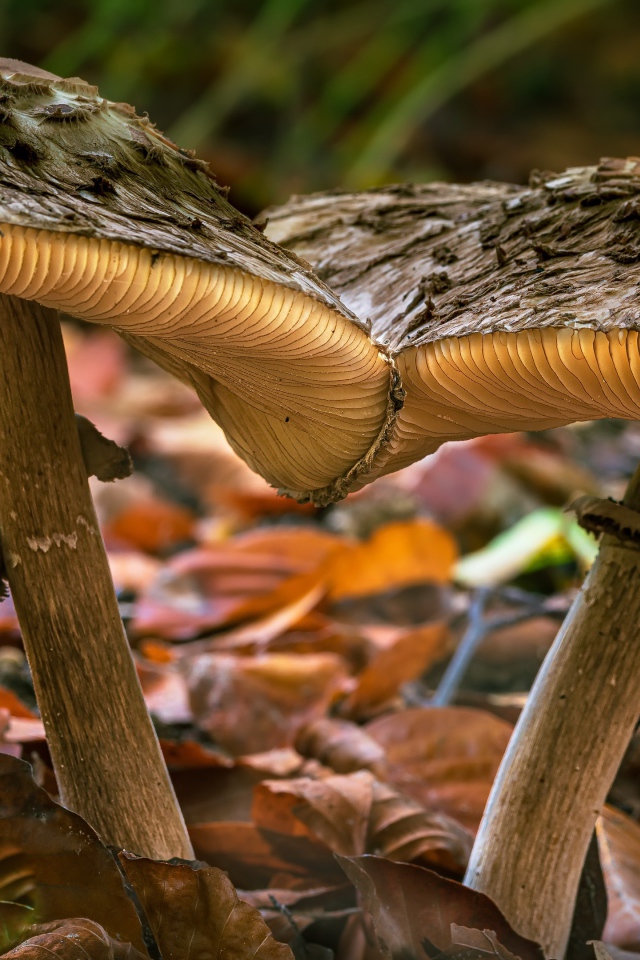 Два больших гриба на земле с опавшими листьями