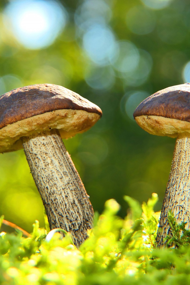 Два гриба растут на зеленом мху 