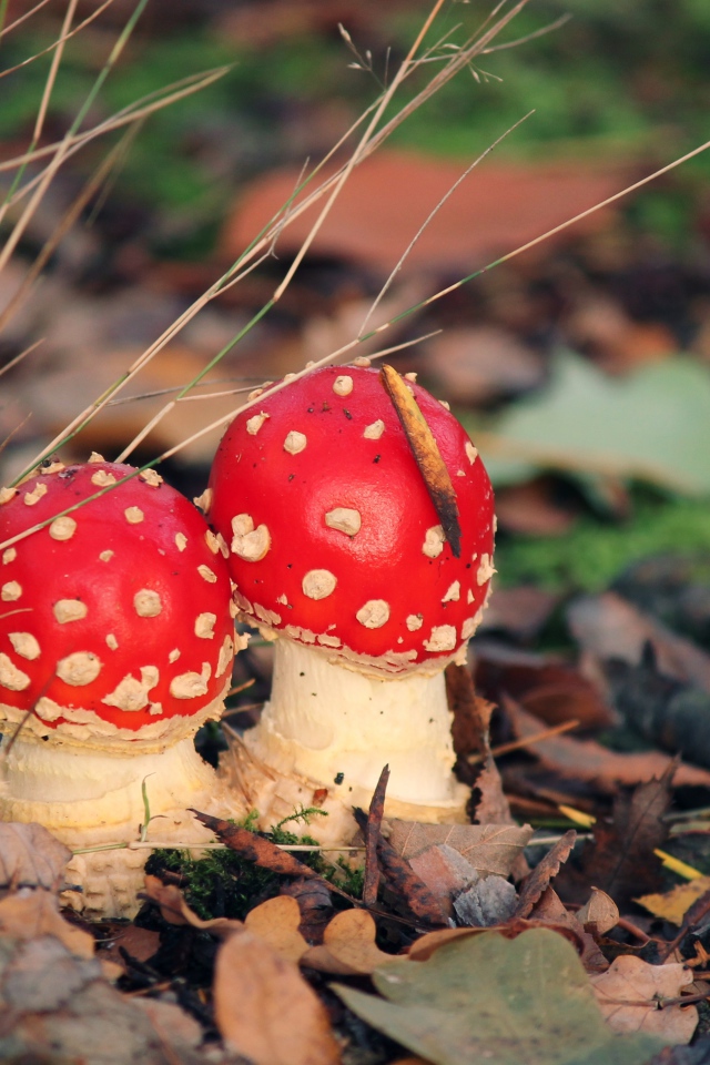 Два красных мухомора в опавших листьях