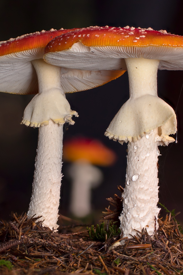 Два красных мухомора в лесу 