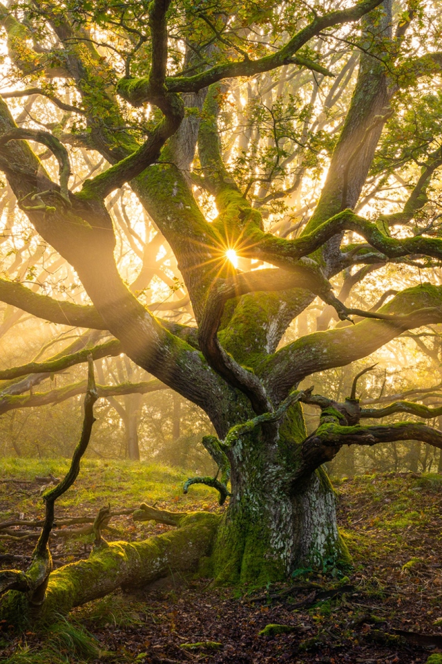 Большое старое дерево в лучах солнца 