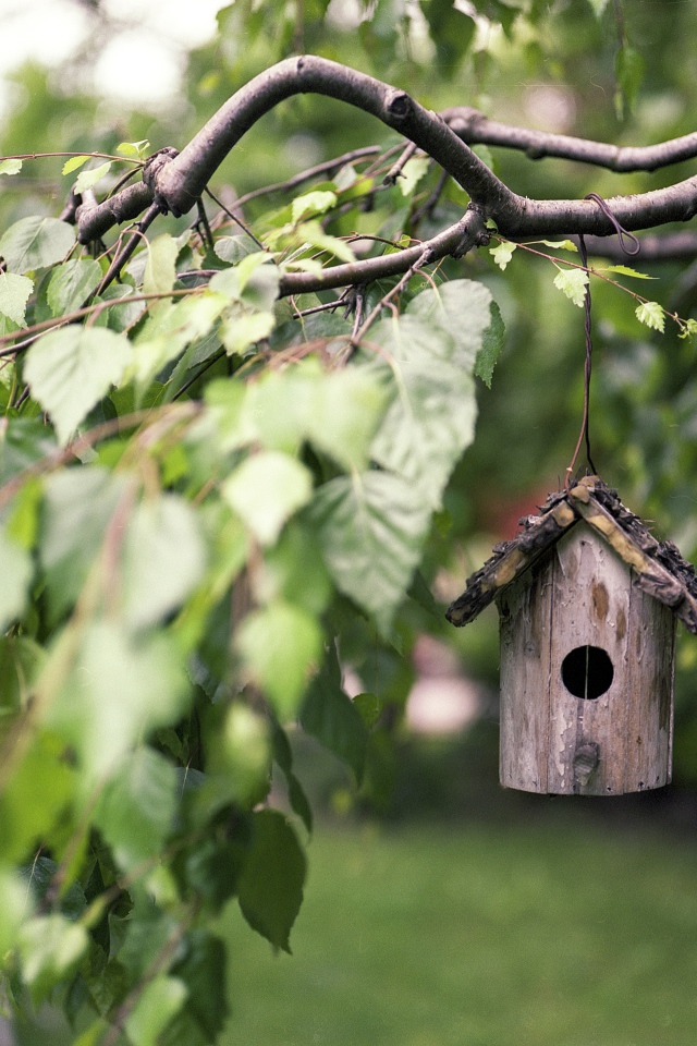 Скворечник на ветке дерева березы 