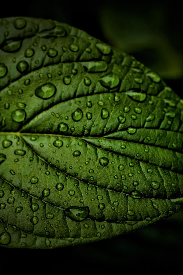 Зеленый лист в каплях воды крупным планом