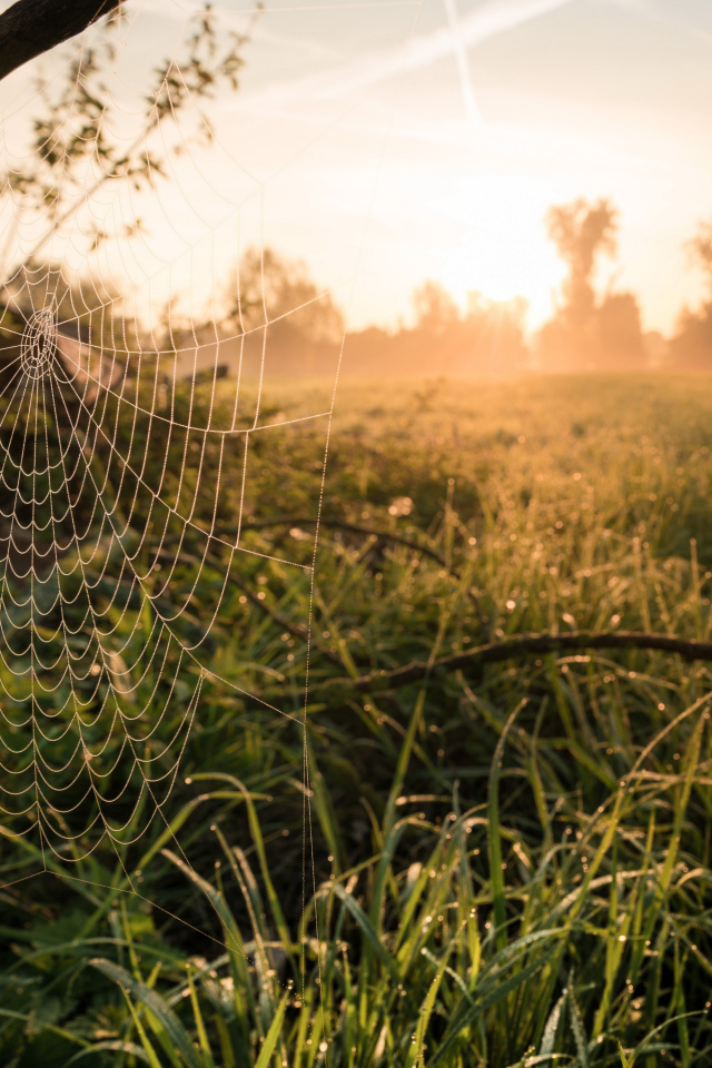 Кружевная паутина на дереве в лучах солнца