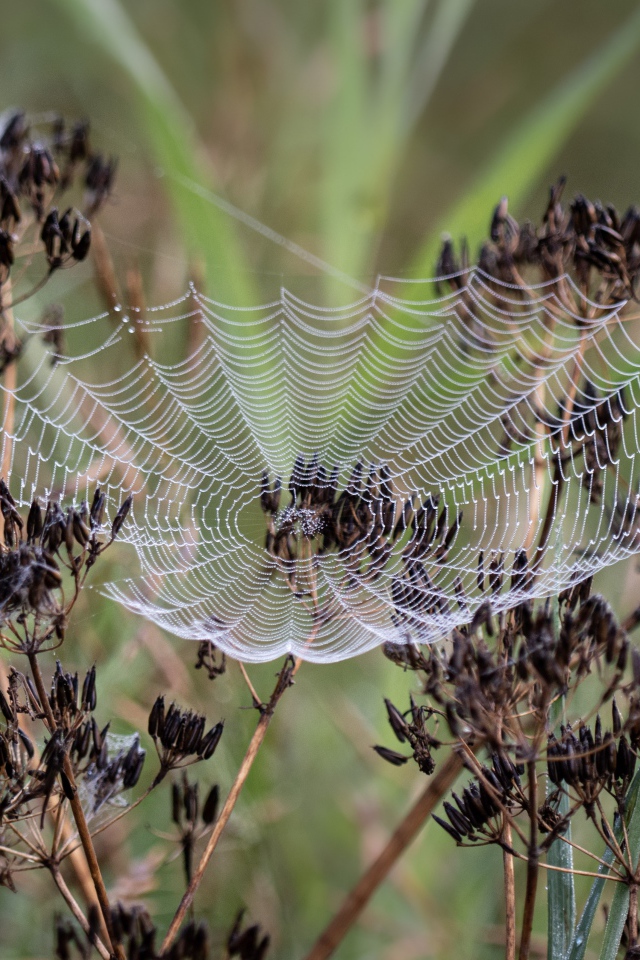 Ажурная паутина на зонтике укропа 