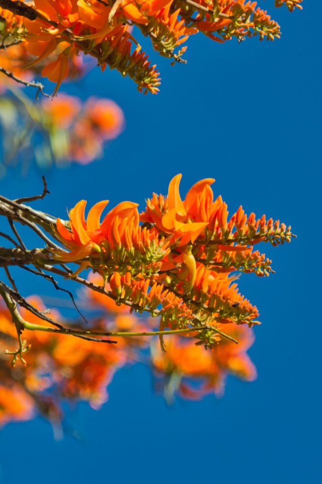 Оранжевые цветы на ветке дерева на фоне голубого неба 