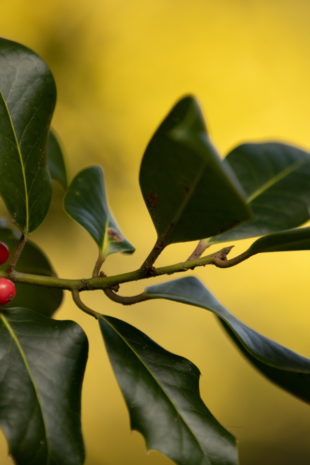 Красные ягоды на ветке с зелеными листьями