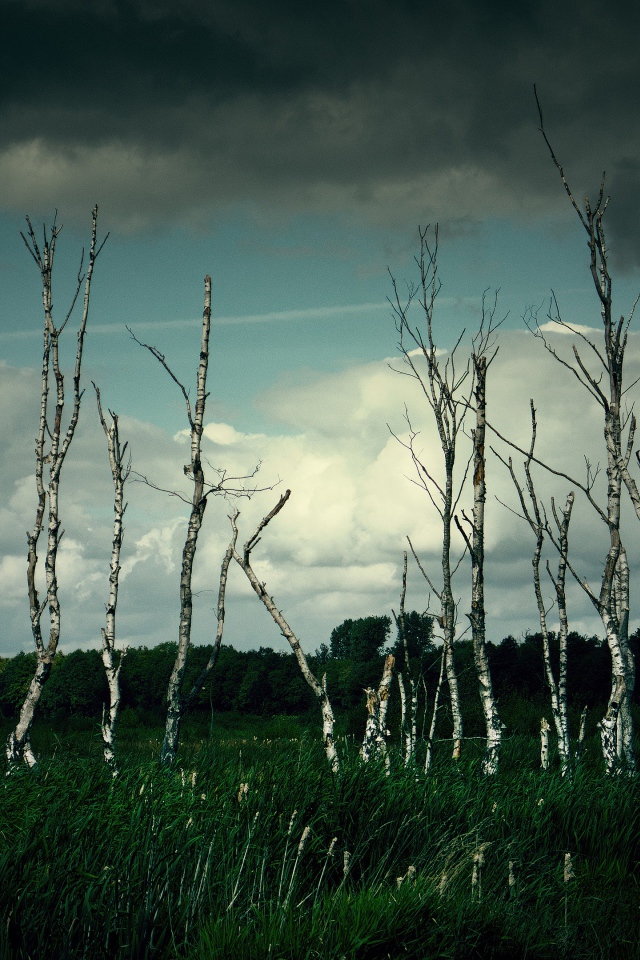 Тонкие березы под грозовым небом 