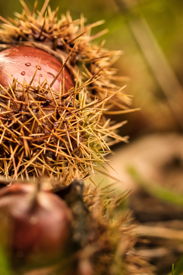Колючие лесные орехи лежат на земле 