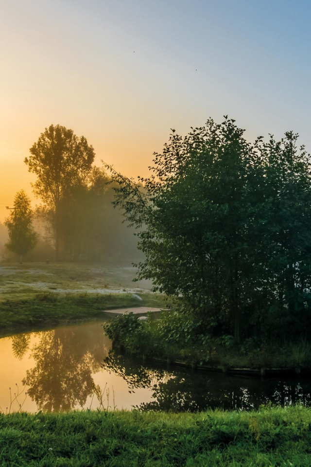 Деревья на островке на реке утром