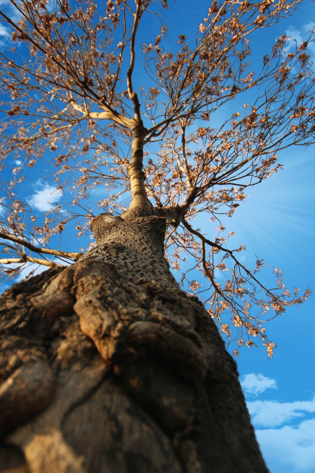 Вид с земли на крону старого дерева под голубым небом