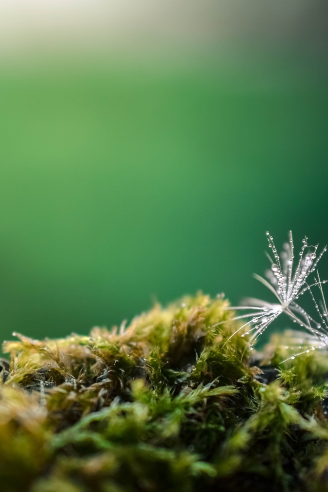 Белые семена одуванчика на покрытой мхом земле