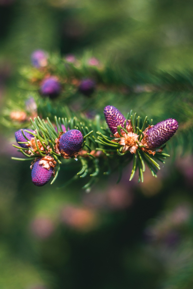 Молодые шишки на зеленой колючей ветке ели