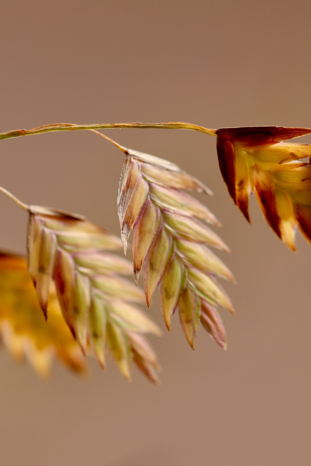 Молодой колосок на коричневом фоне