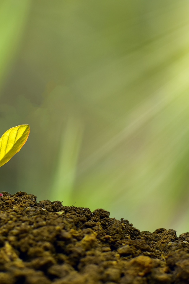 Молодой росток пробивается сквозь землю 