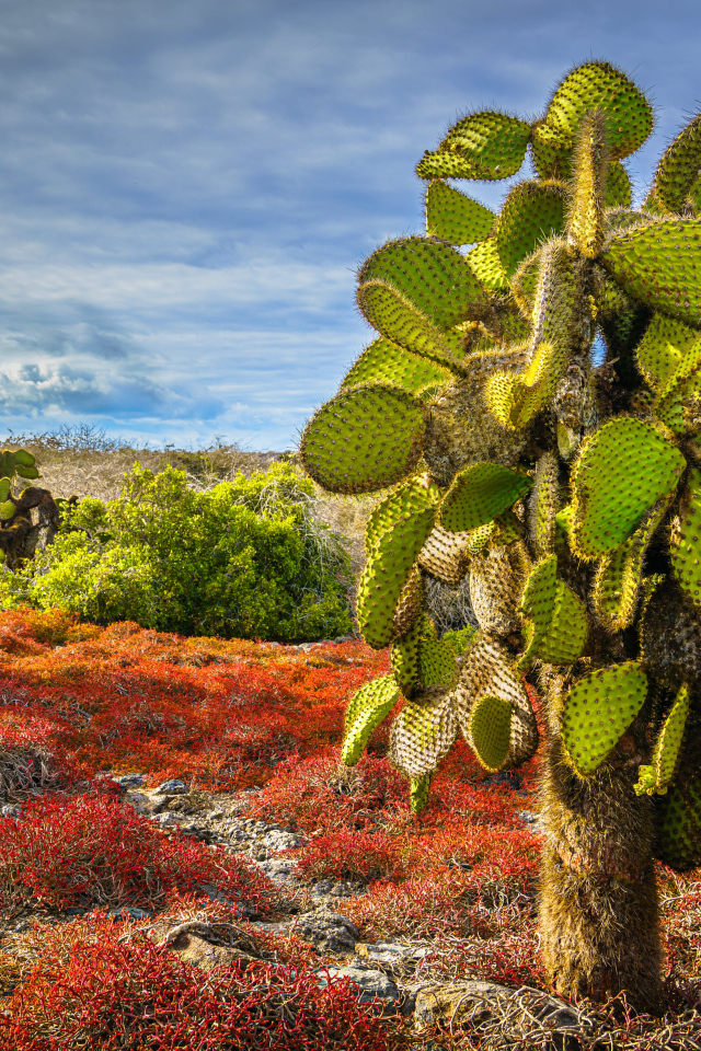 Большой колючий зеленый кактус на берегу моря