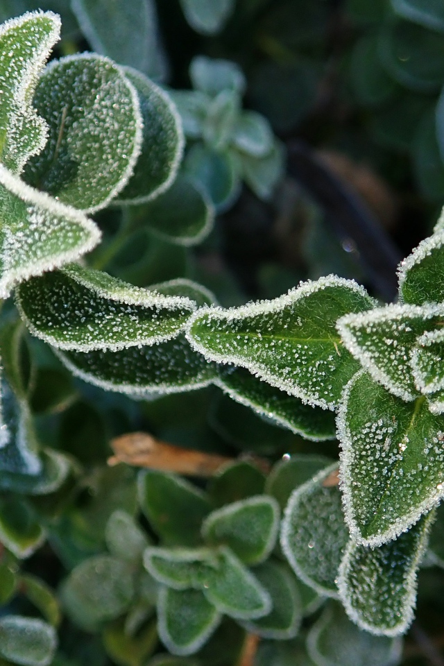 Покрытые инеем зеленые растения