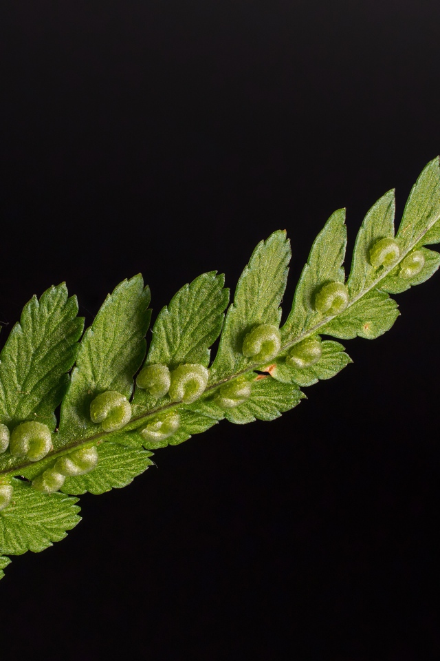 Зеленый лист папоротника на черном фоне 